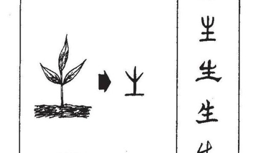 伏神木功效与作用禁忌-伏神木的功效网 :分享伏神木的功效和作用主治是什么-伏神木功效与作用禁忌知识